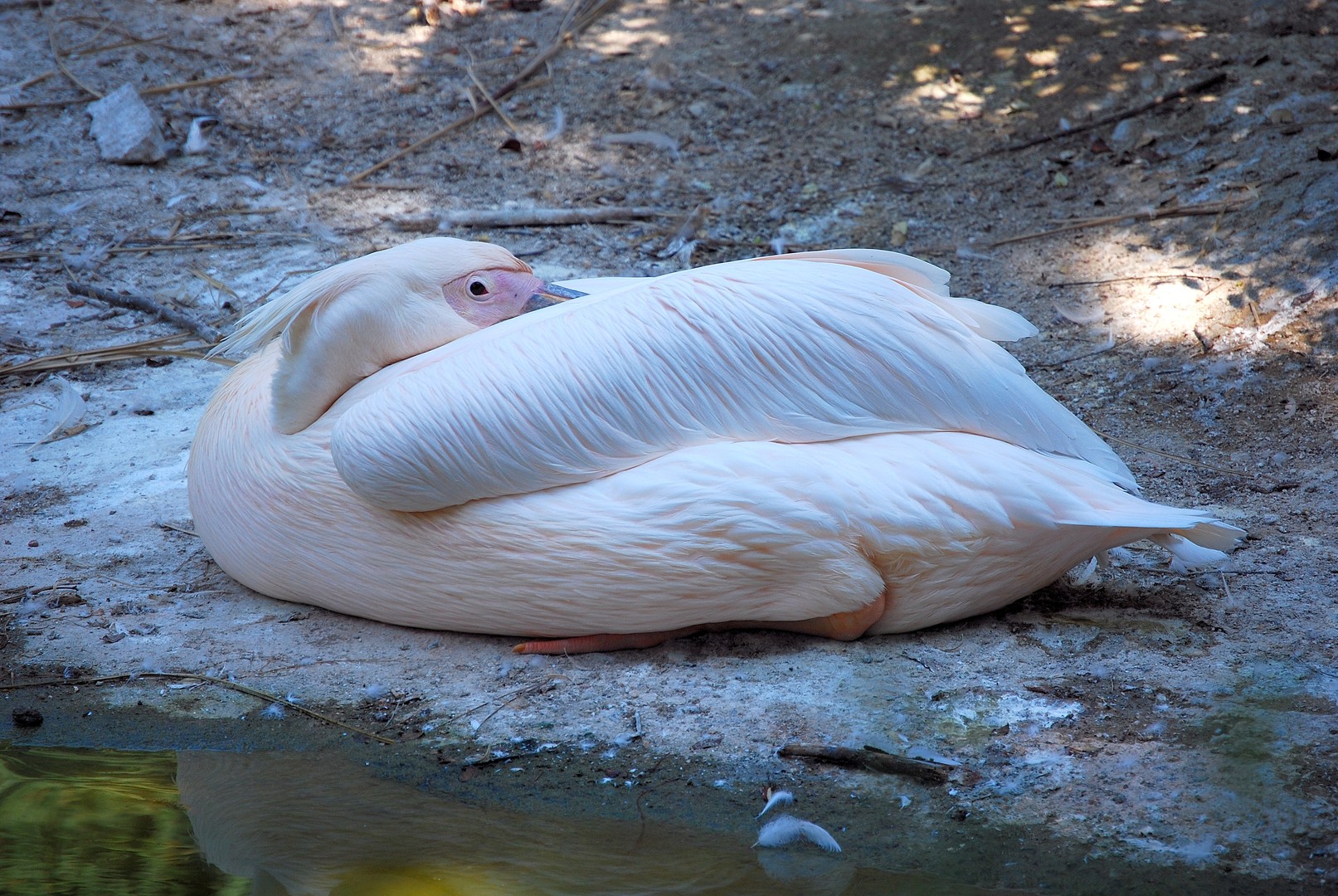 Oiseau.