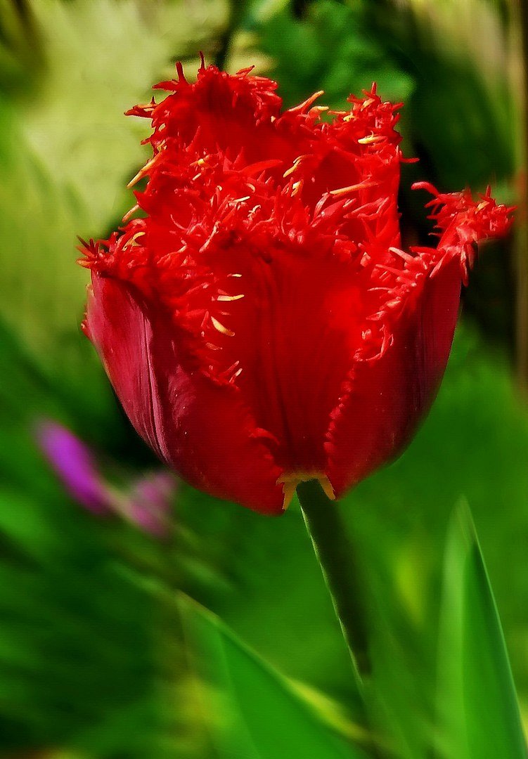 rote Tulpe