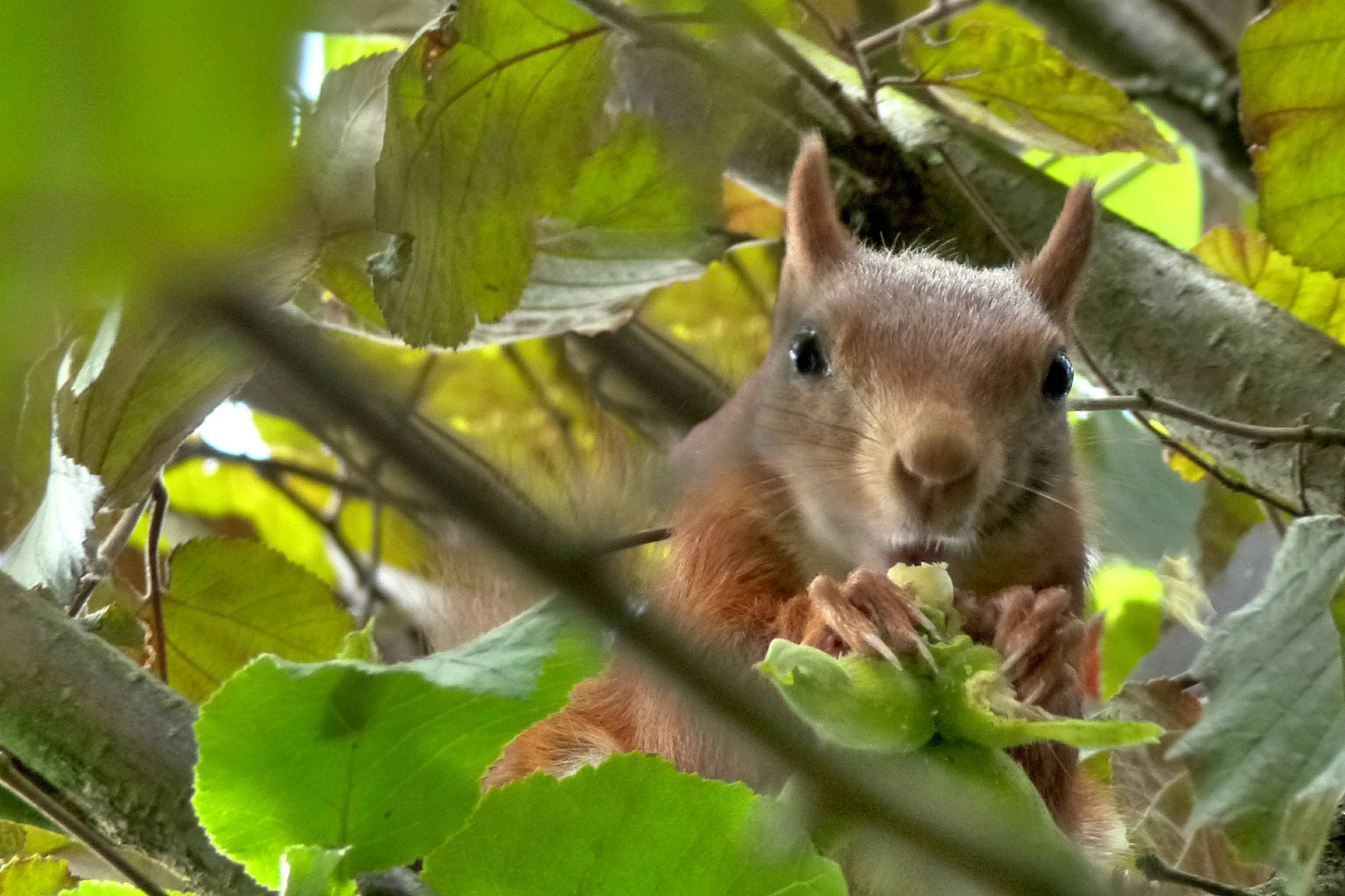 Eichhörnchen