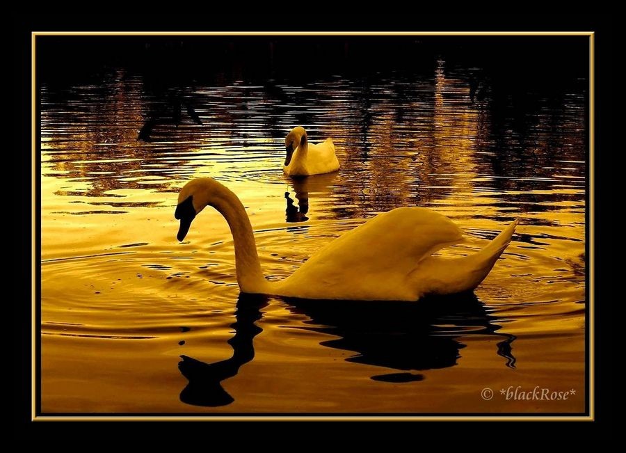 Schwan