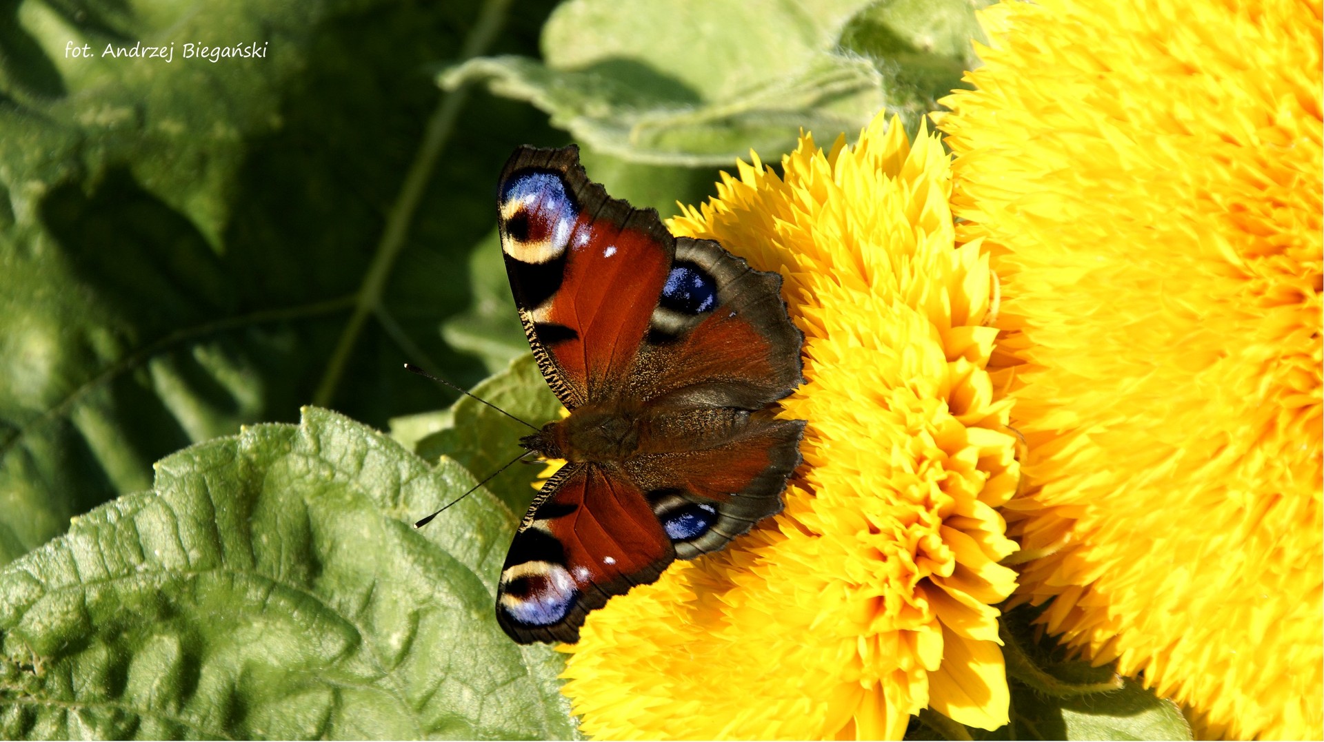 Schmetterling Pfau Auge