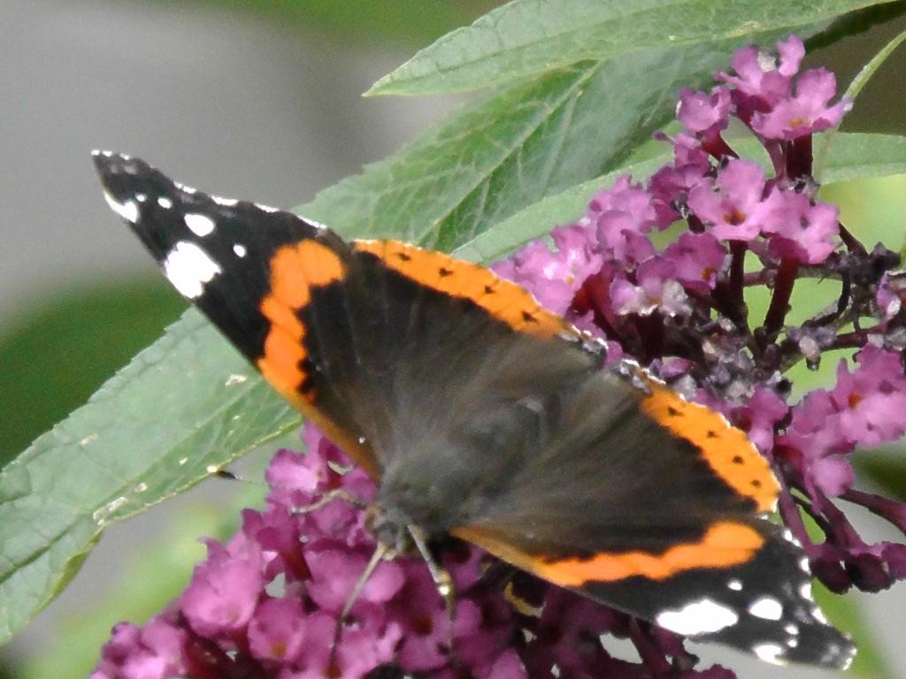 Schmetterling auf Sommerflieder - butterfly on lilac