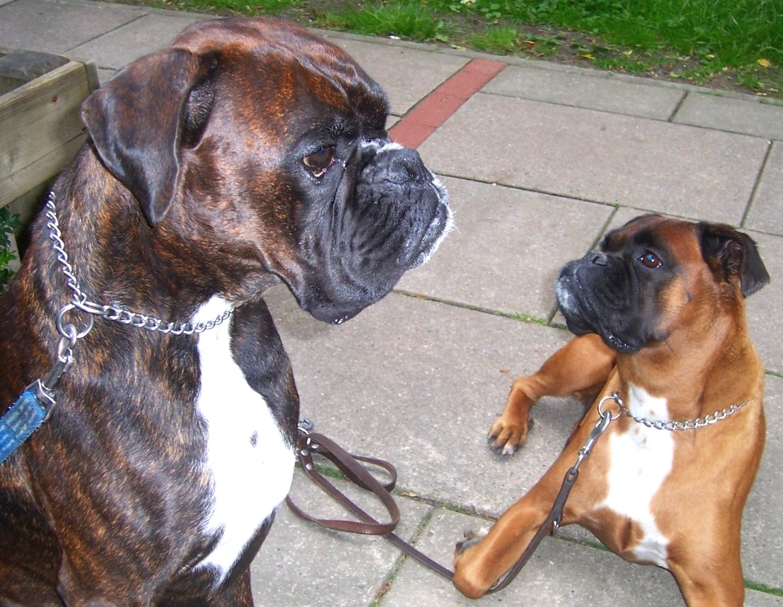 Boxerpärchen Amigo und Cita