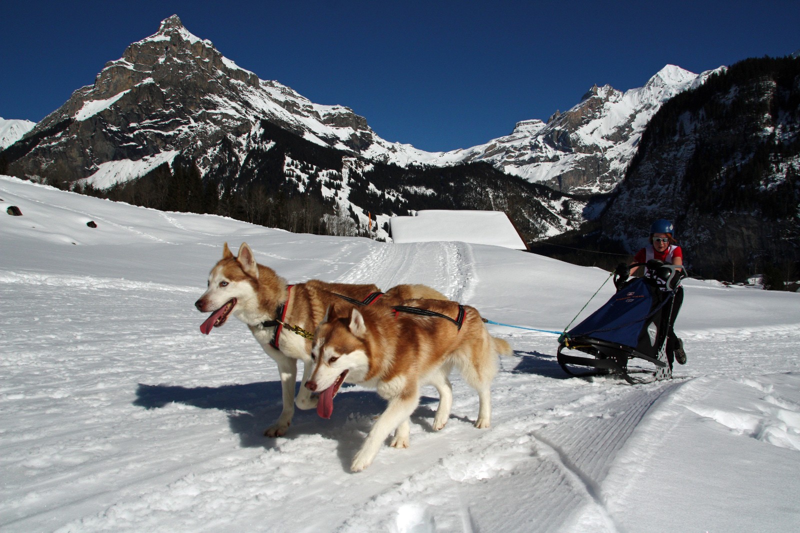 Schlittenhunderennen