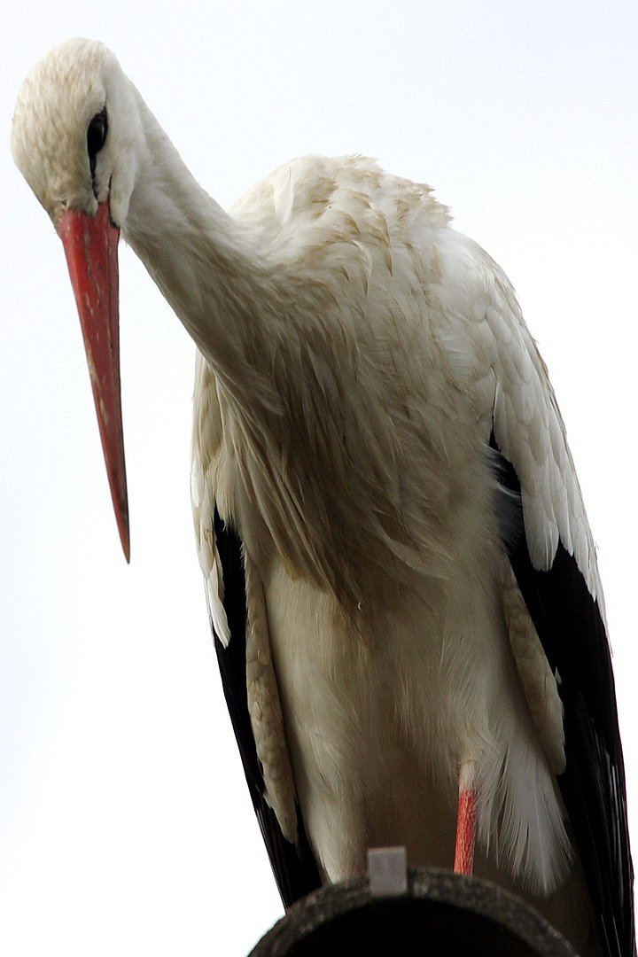 Badischer  Geier