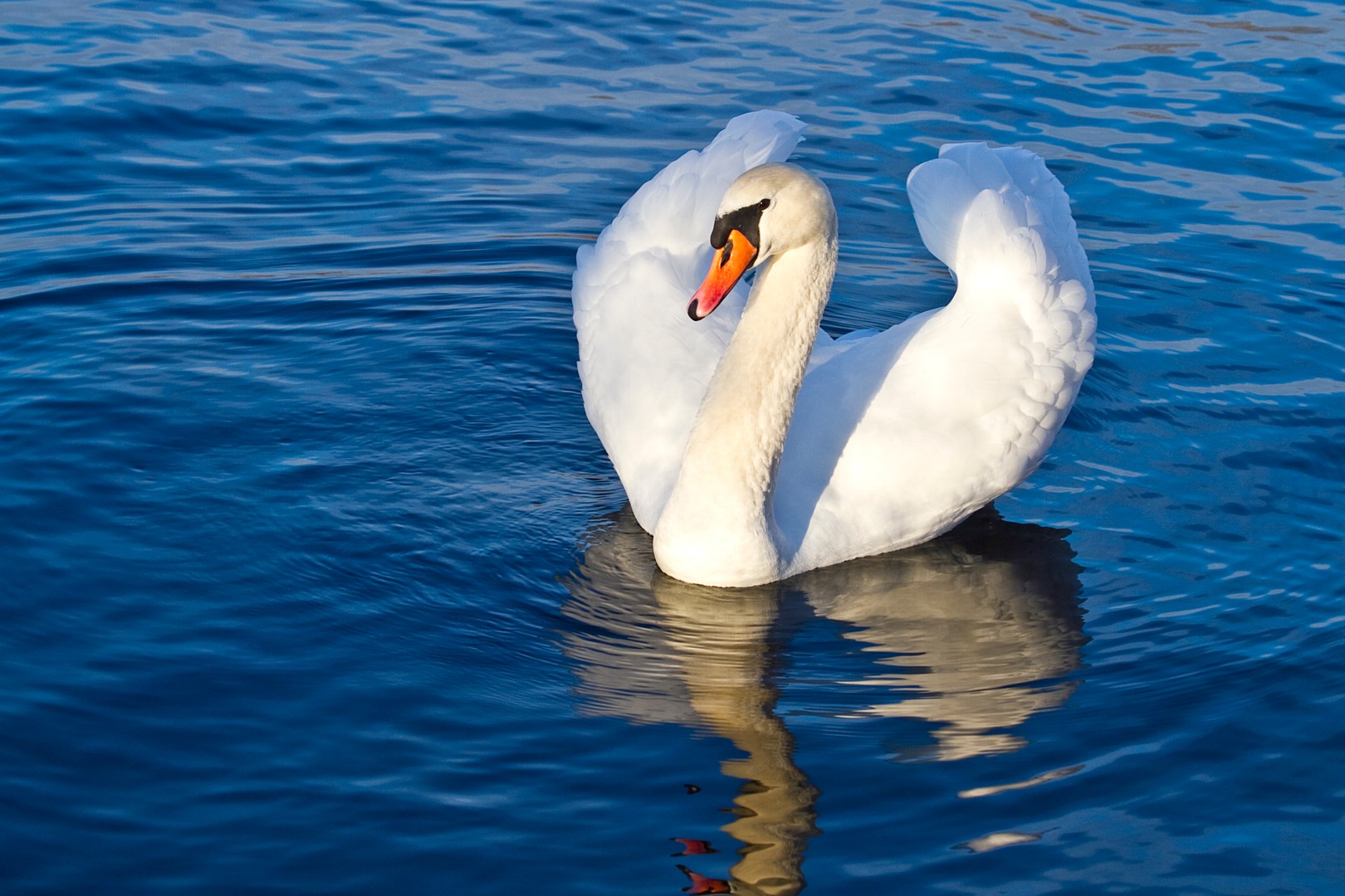 Der einsame Schwan