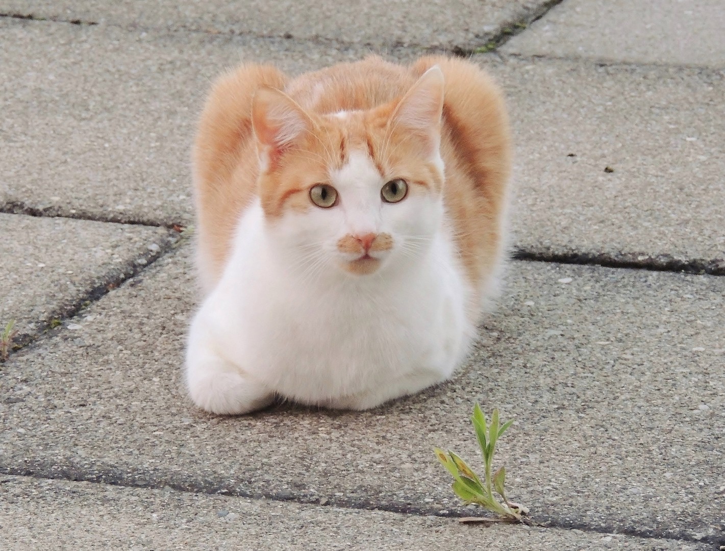 Josi