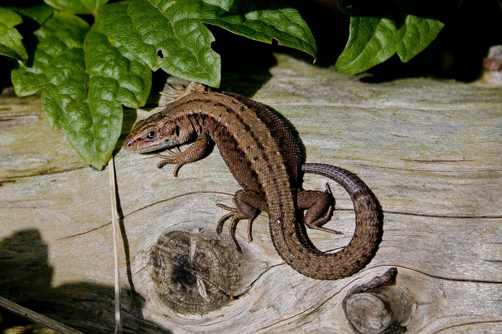 Waldeidechse  (Zootoca-vivipara vormals Lacerta-vivipara )