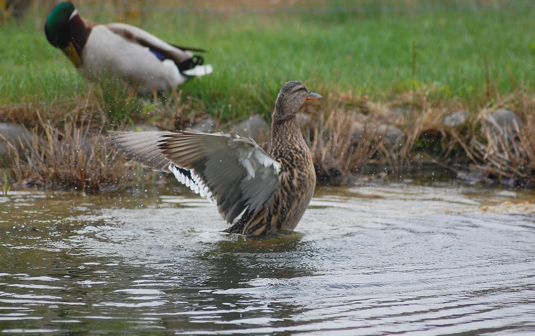 Ente gut, Alles gut!