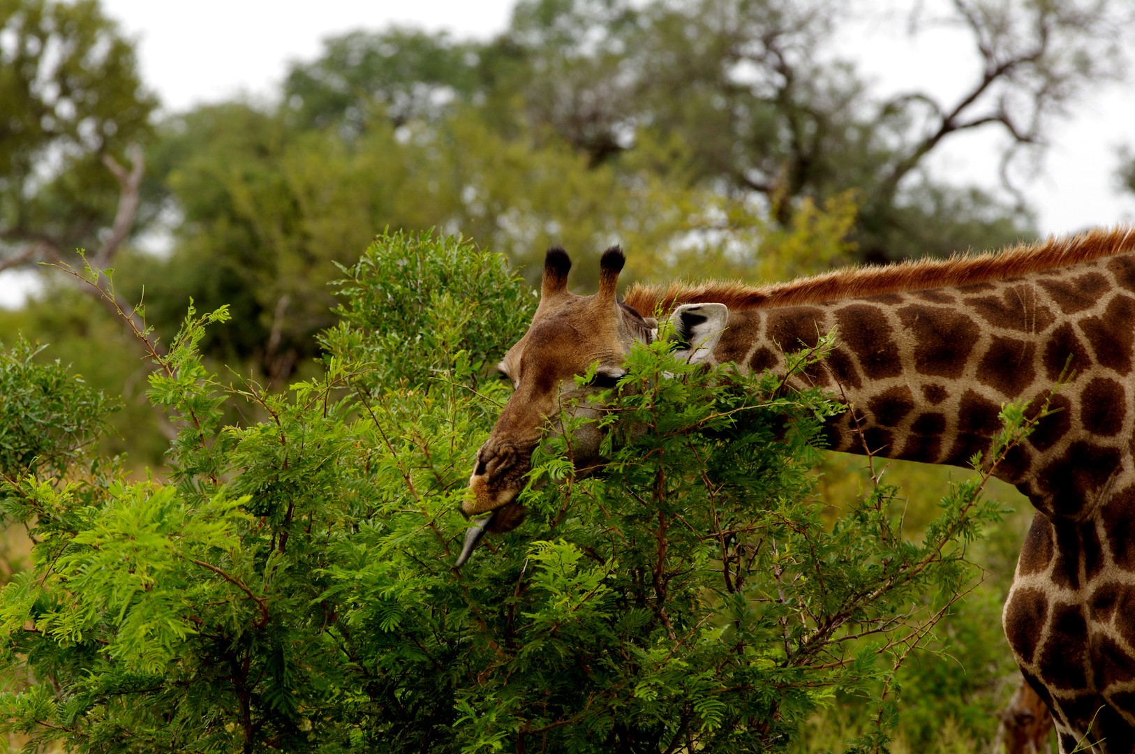 Er guckte durch die Äste und zeigte mir die Zunge